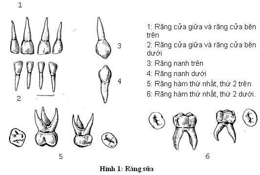 http://bacsynhakhoa.vn/img/nha-khoa-ha-lan-cach-goi-ten-rang.jpg