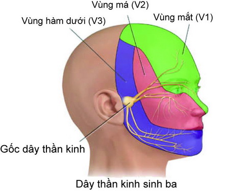 https://bacsynhakhoa.vn/img/galaxy-dental-dau-day-than-kinh-V.jpg