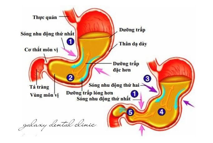 https://bacsynhakhoa.vn/img/galaxy-dental-nhu-dong-da-day-ruot.jpg